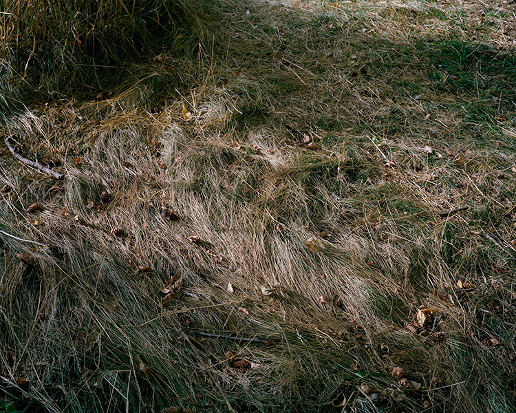 Matted grass