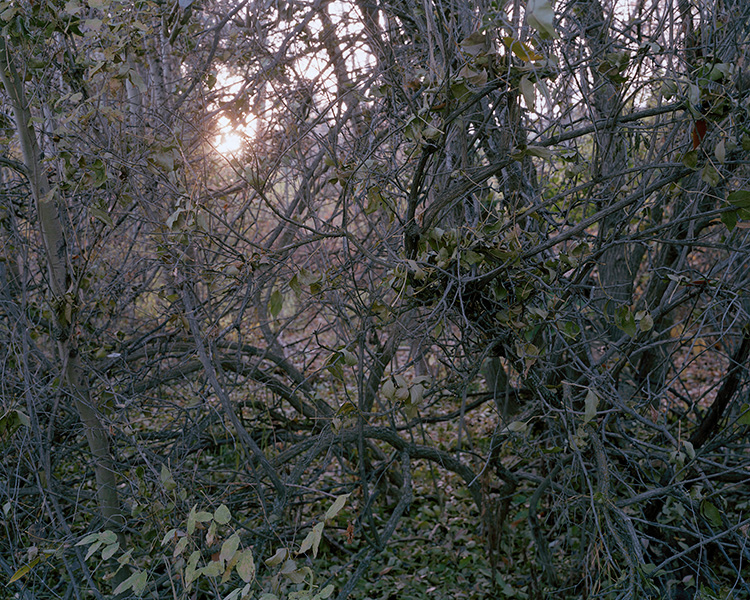 Sun through the thicket